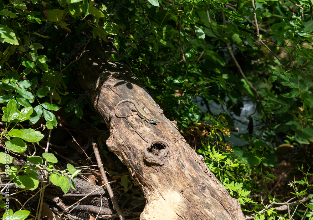 Obraz premium Forest lizard sits on a tree trunkin a Hermon Stream Nature Reserve in northern Israel