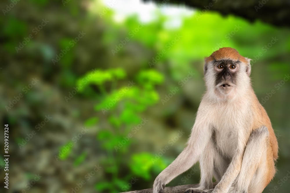 Beautiful endangered and rare monkey on the nature background
