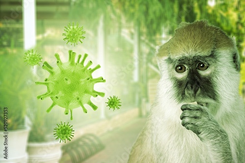 Monkeypox outbreak concept. Monkeypox is a viral zoonotic disease. MPXV virus. The spread of the disease from wild animals. The virus flies around the monkey. photo