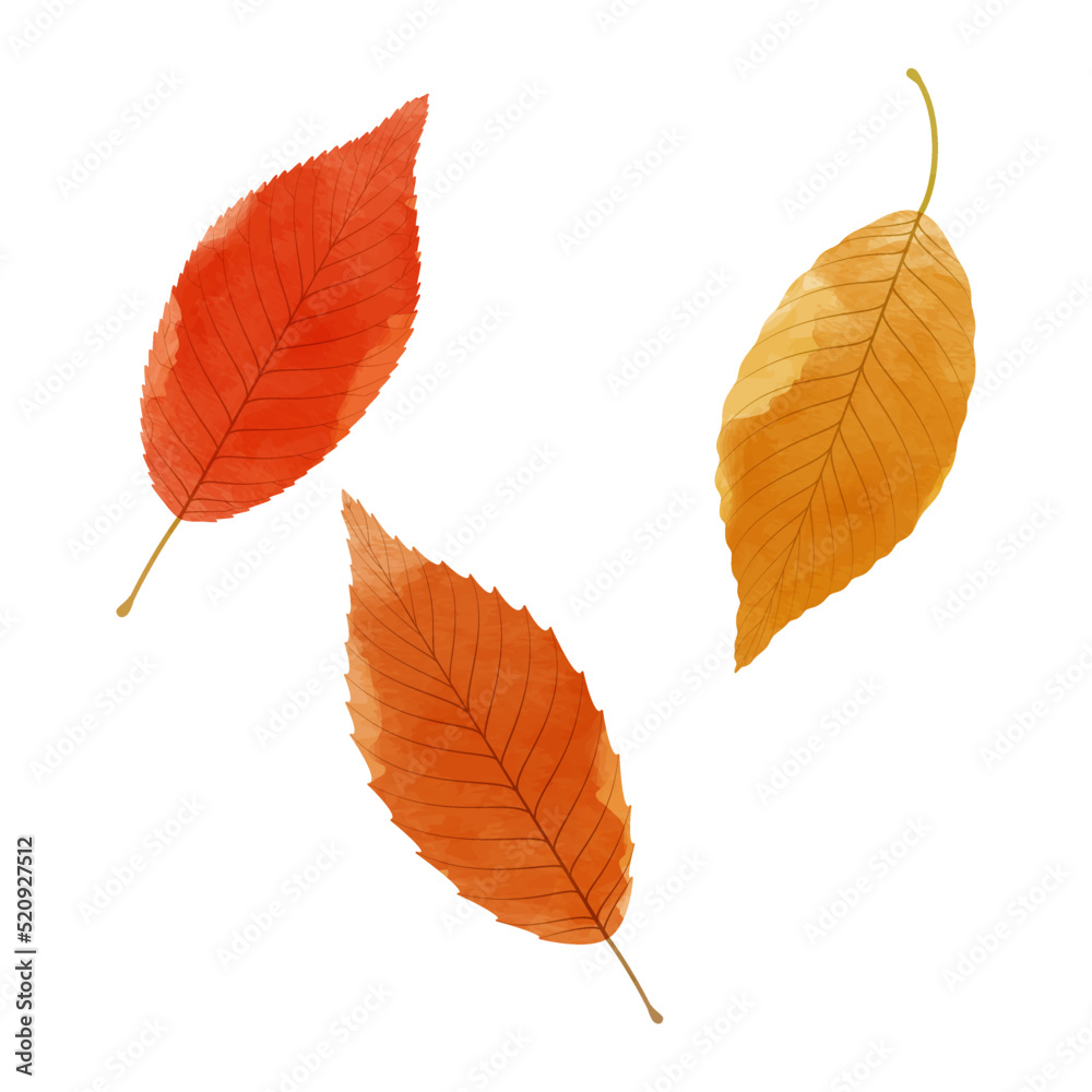 Fototapeta premium Vector watercolor illustration of autumn leaves isolated on background.