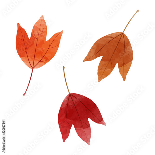Vector watercolor illustration of autumn trident maple leaves isolated on background.