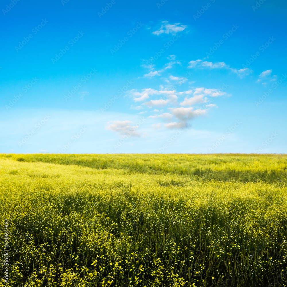 beautiful summer fields beautiful summer fields