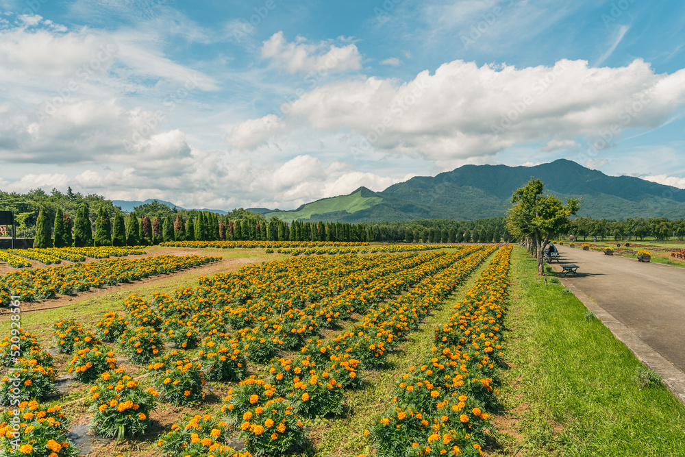 野原 野原