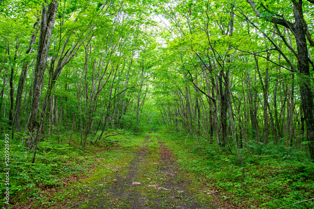 Fototapeta premium 緑が美しい林道