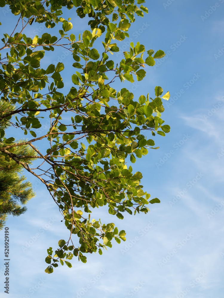 Fototapeta premium green foliage of alder