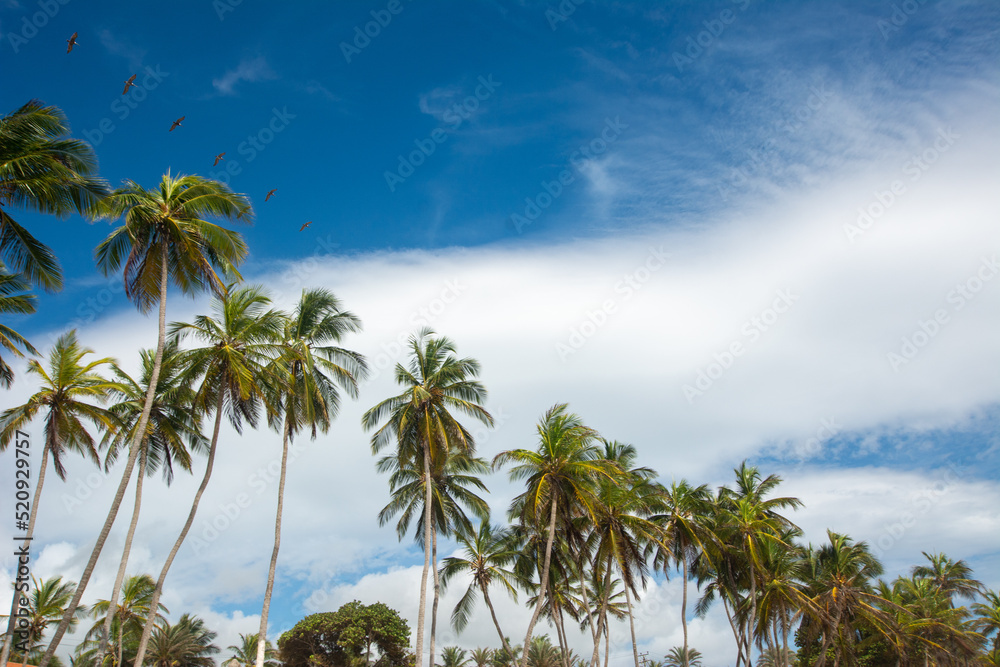 Lonely beach, with the blue sea and many coconut trees. tropical beach. radiant sun and heat

