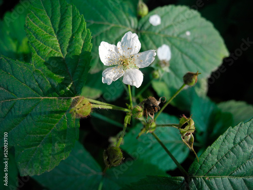 Dewberry flover Rubus caesius