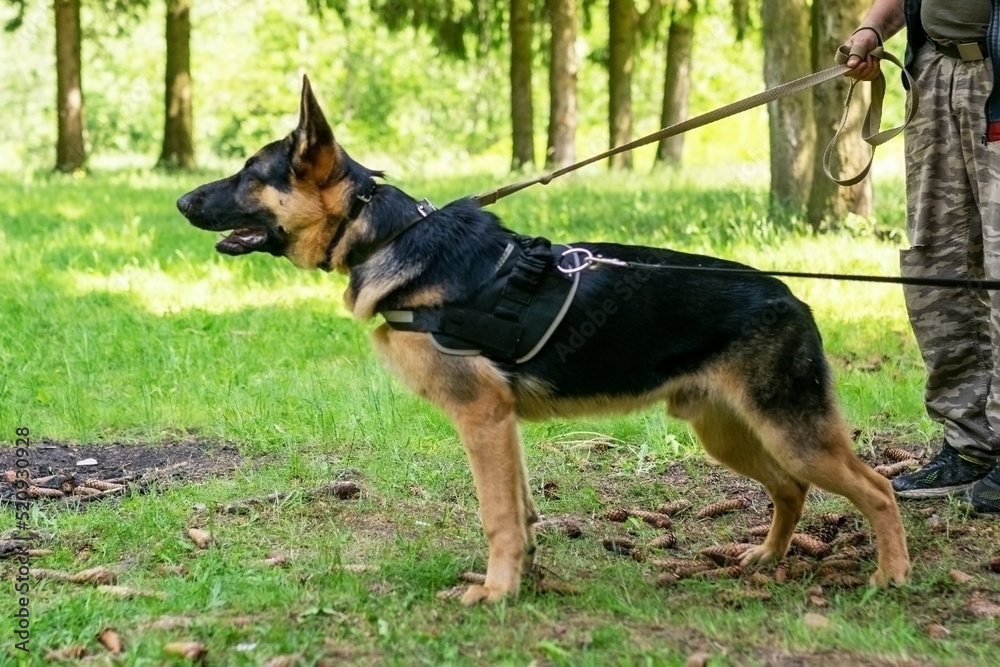 Shepherd training for aggression, with dog handlers in the forest. Shepherd training for aggression, with dog handlers in the forest.