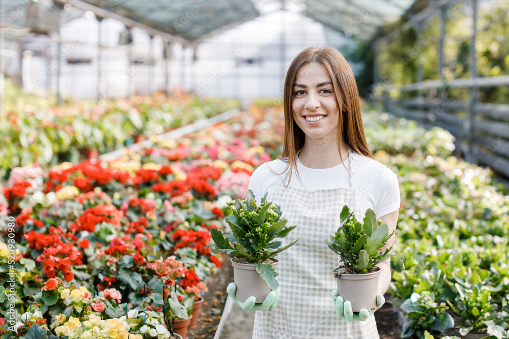 Woman holds a pot of flowers in her hands, growing plants for sale, plant as a gift, flowers in a greenhouse, potted plant.