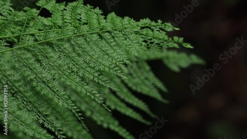 Beautiful Davallia fejeensis or Davallia fern in the rain forest on dark background. Nature background. photo