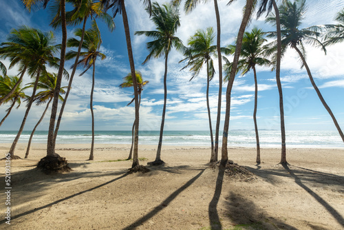 Fototapeta Naklejka Na Ścianę i Meble -  Lonely beach, with the blue sea and many coconut trees. tropical beach. radiant sun and heat

