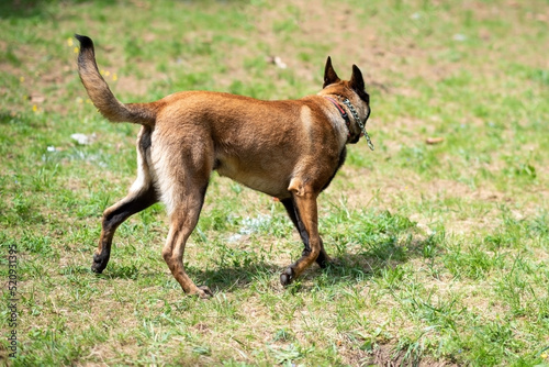 Belgian Shepherd, Malinois, for a walk in the park.