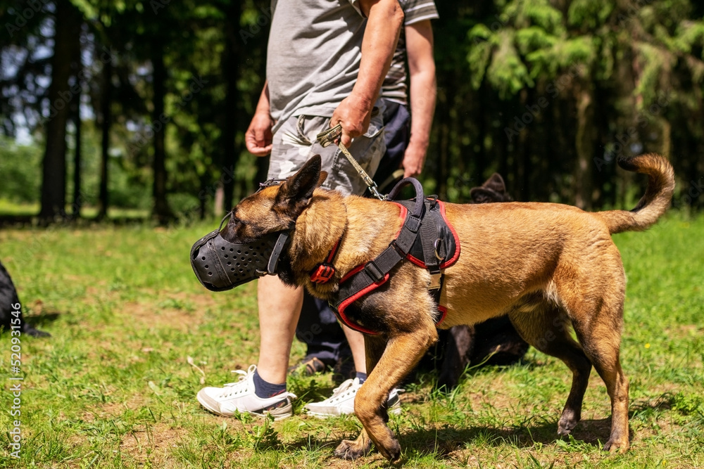 Belgian Shepherd, unloading, for a walk in the forest. Belgian Shepherd, unloading, for a walk in the forest.
