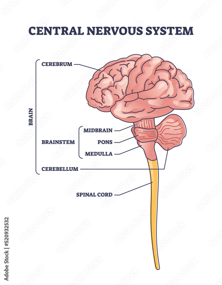 Vecteur Stock Central nervous system or CNS brain organ structure outline  diagram. Labeled educational scheme with cerebrum, brainstem and cerebellum  parts anatomy vector illustration. Midbrain, pons and medulla. | Adobe Stock
