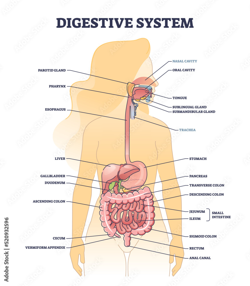 Vecteur Stock Digestive system medical body structure description outline  diagram. Labeled educational digestion and gastrointestinal parts anatomy  vector illustration. Detailed model with stomach, organs and colon | Adobe  Stock