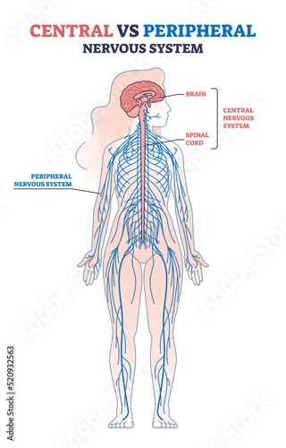 Central vs peripheral nervous system anatomy comparison outline diagram. Labeled educational scheme with human body brain, spinal cord and CNS location vector illustration. Medical physiology model.