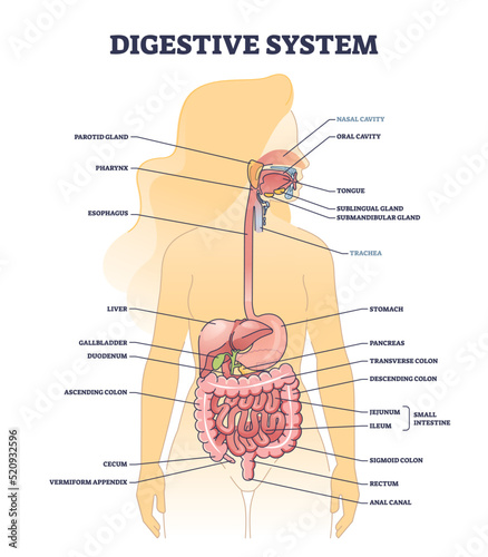 Digestive system medical body structure description outline diagram. Labeled educational digestion and gastrointestinal parts anatomy vector illustration. Detailed model with stomach, organs and colon