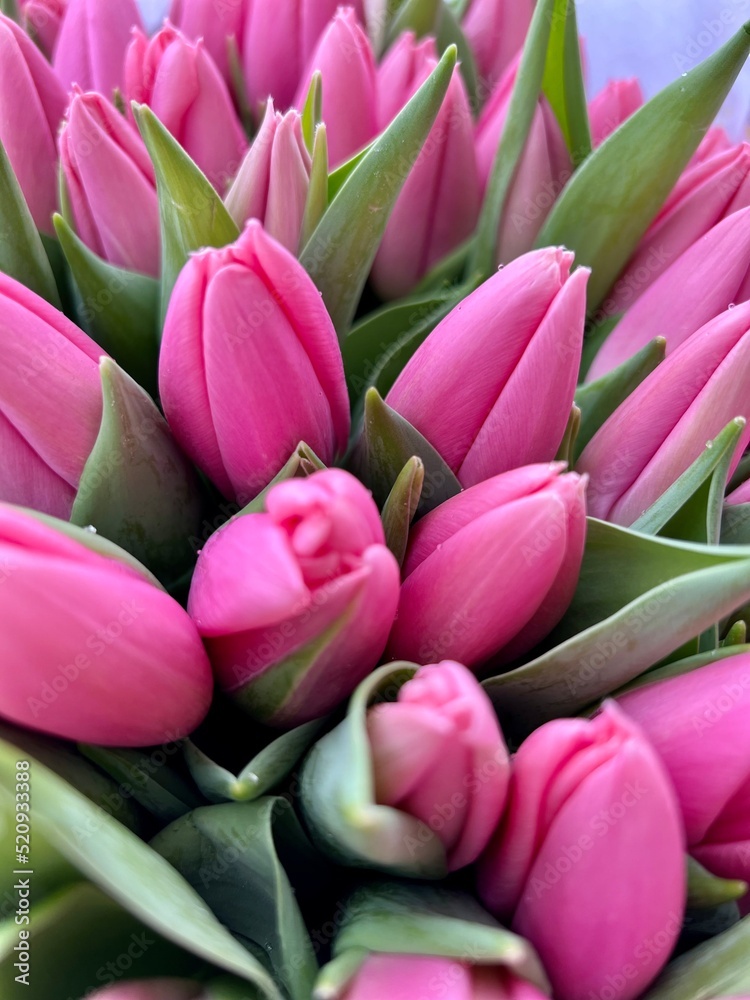 bouquet of tulips bouquet of tulips