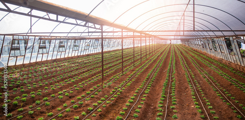 Green lettuce sprouts in greenhouse with sunlight, irrigation hoses between rows of beds. Concept agriculture farm banner