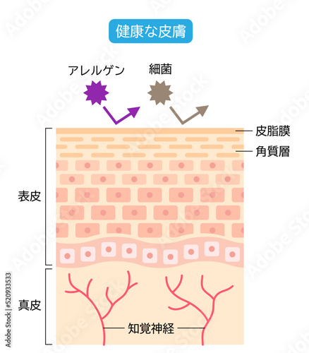 健康な皮膚　肌細胞と断面図