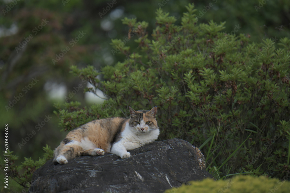 Obraz premium 外猫