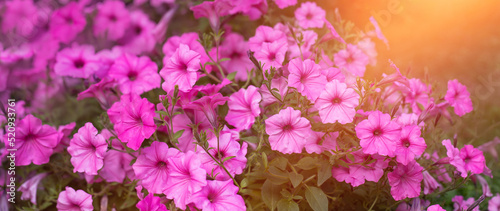 Fototapeta Naklejka Na Ścianę i Meble -  supertunia, petunia, różowe kwiaty w promieniach słońca, Pink petunias flower