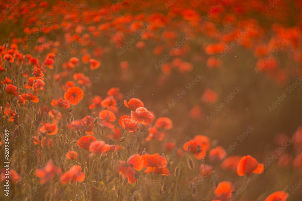 Close up of red poppy field illuminated in backlit by low lying sun just before sunset / after sun rise. Close up of red poppy field illuminated in backlit by low lying sun just before sunset / after sun rise.