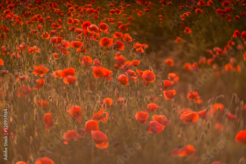 Close up of red poppy field illuminated in backlit by low lying sun just before sunset / after sun rise.