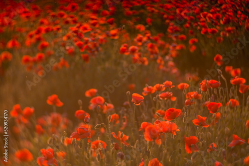 Close up of red poppy field illuminated in backlit by low lying sun just before sunset   after sun rise.