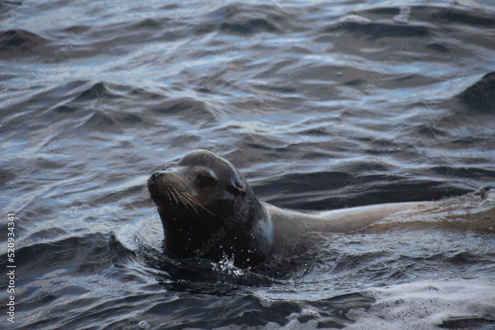 Fototapeta premium seal on the beach