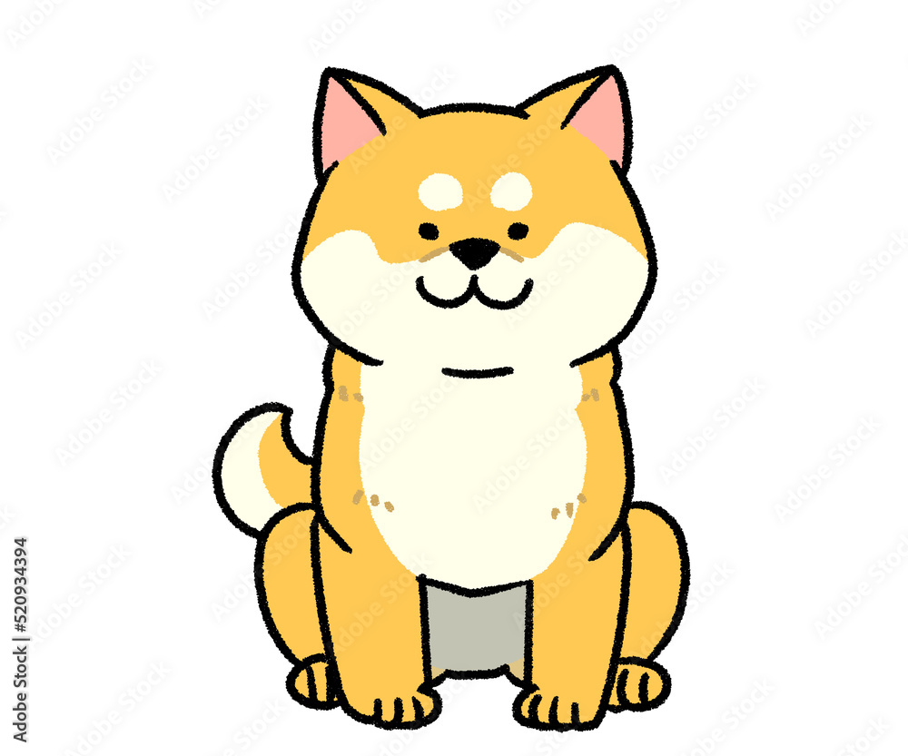 おすわりしている茶色い柴犬 おすわりしている茶色い柴犬