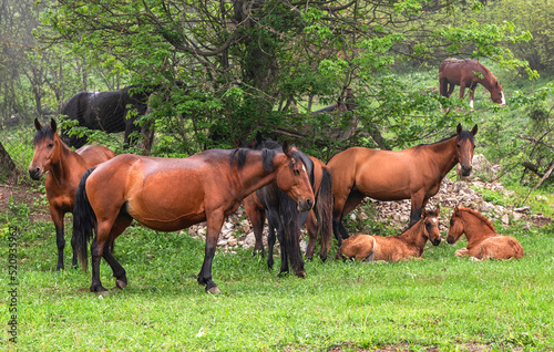 wild horses on a spring day, beautiful nature © Davit