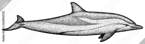 Vintage engrave isolated saw fish illustration killer whale ink sketch. Wild hammer shark background line dolphin vector art