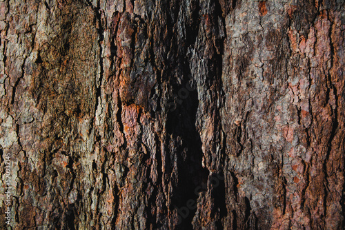 Closeup Bark of Tree