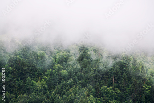 Morning fog in the mountains at sunrise. Clouds over the green trees.