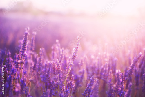 Lavender flowers at sunset in Provence  France.