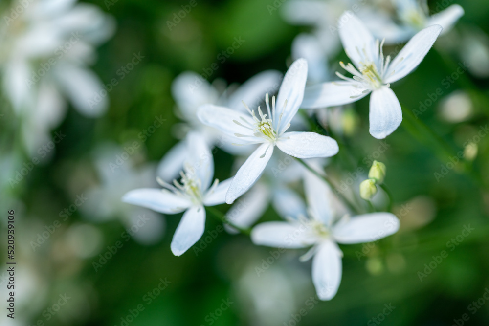 White flowers on a blurred natural background. Flowering shrub with tiny white flowers. Beautiful flowering branch. Flowering plant at sunset. White flowers on a blurred natural background. Flowering shrub with tiny white flowers. Beautiful flowering branch. Flowering plant at sunset.