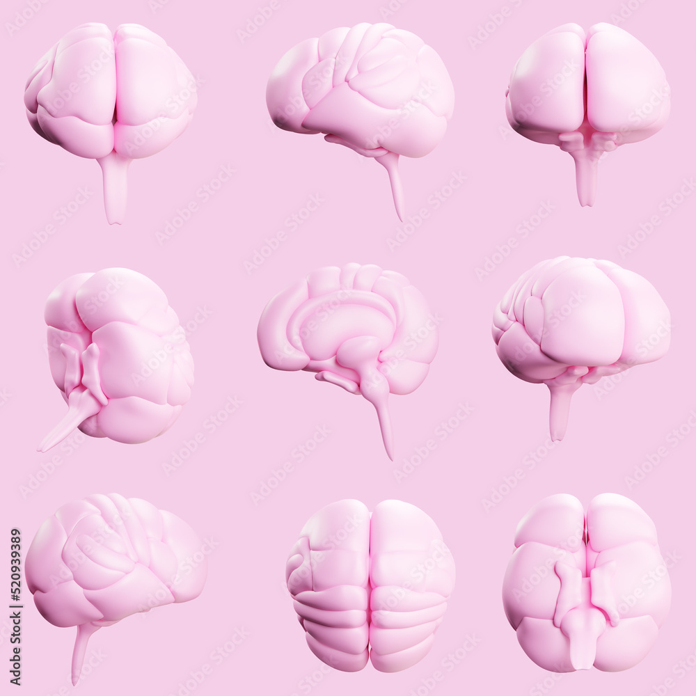 Human brain anatomy 