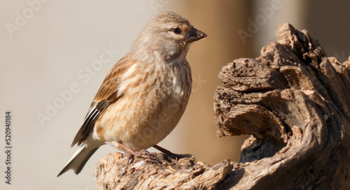 Tableau sur toile Common linnet female