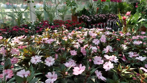 Wallpaper Mural flowers and plants at a large garden store 4k Torontodigital.ca