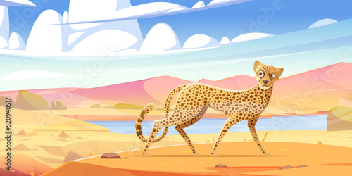 Cheetah walk in savannah. African wild cat with spotted fur. Vector cartoon illustration of savanna landscape, safari park scene with gepard walking and looking around