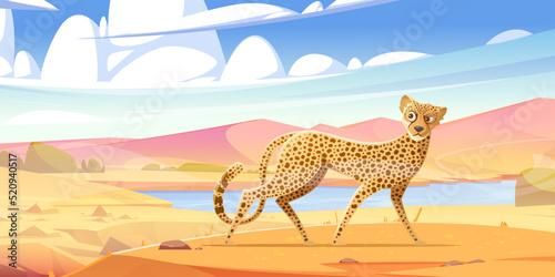 Cheetah walk in savannah. African wild cat with spotted fur. Vector cartoon illustration of savanna landscape  safari park scene with gepard walking and looking around