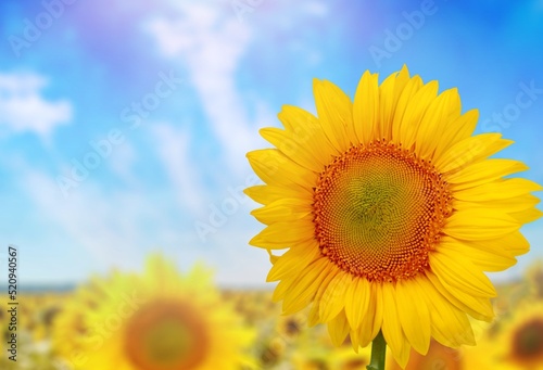 Sunflower on blurred  nature background. agriculture summer with sunflowers field