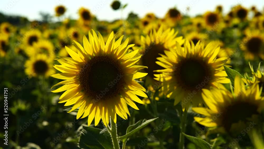 Slow motion video of a sunflower field. Agriculture. View of a blooming sunflower in a huge field of sunflowers fluttering in the wind Slow motion video of a sunflower field. Agriculture. View of a blooming sunflower in a huge field of sunflowers fluttering in the wind