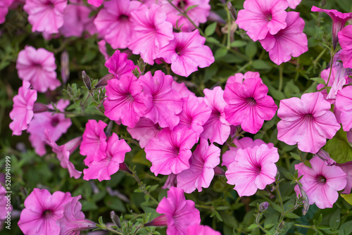 Background of pink petunia on garden © meegi