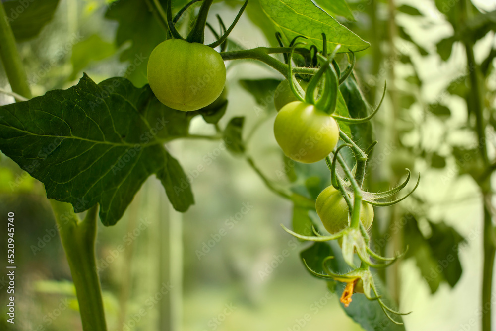 Green and unripe tomatoes growing in an organic greenhouse farm on a local farming field in Poland. Cultivation fresh vegetables in small farming business in Eastern Europe 