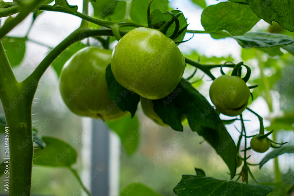 Green and unripe tomatoes growing in an organic greenhouse farm on a local farming field in Poland. Cultivation fresh vegetables in small farming business in Eastern Europe Green and unripe tomatoes growing in an organic greenhouse farm on a local farming field in Poland. Cultivation fresh vegetables in small farming business in Eastern Europe