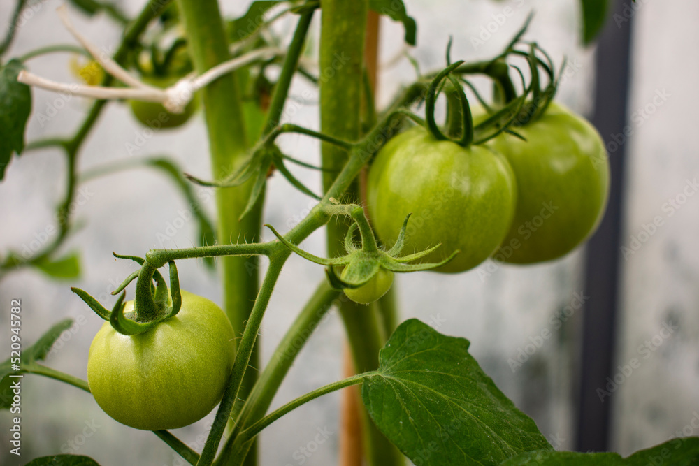 Green and unripe tomatoes growing in an organic greenhouse farm on a local farming field in Poland. Cultivation fresh vegetables in small farming business in Eastern Europe Green and unripe tomatoes growing in an organic greenhouse farm on a local farming field in Poland. Cultivation fresh vegetables in small farming business in Eastern Europe