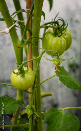 Green and unripe tomatoes growing in an organic greenhouse farm on a local farming field in Poland. Cultivation fresh vegetables in small farming business in Eastern Europe 