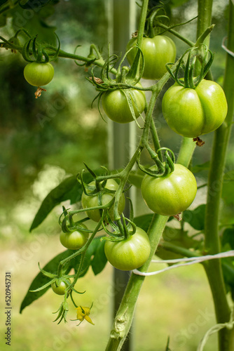 Green and unripe tomatoes growing in an organic greenhouse farm on a local farming field in Poland. Cultivation fresh vegetables in small farming business in Eastern Europe 